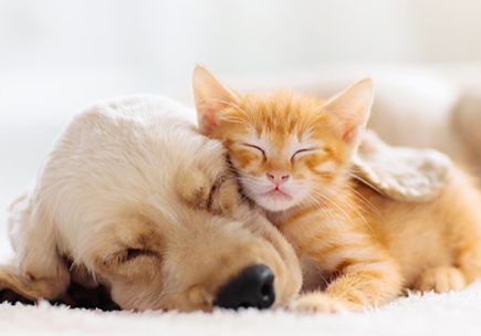sleeping kitten and puppy on white rug